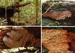 Attēlu rezultāti vaicājumam “Phellinus”