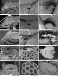 Attēlu rezultāti vaicājumam “Alloeotomus sp.”