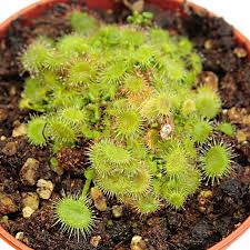 Attēlu rezultāti vaicājumam “Drosera rotundifolia”