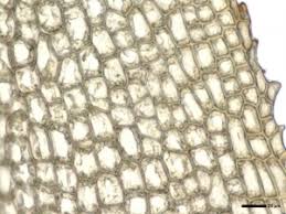 Attēlu rezultāti vaicājumam “Meesia triquetra”