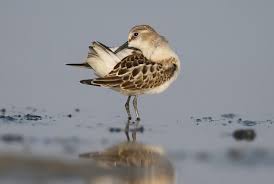 Attēlu rezultāti vaicājumam “Calidris falcinellus”