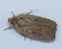 Attēlu rezultāti vaicājumam “Agonopterix heracliana”