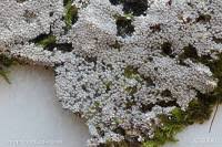 Attēlu rezultāti vaicājumam “Diderma cingulatum”