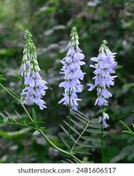 Attēlu rezultāti vaicājumam “Galega orientalis fruit”