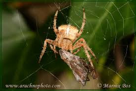 Attēlu rezultāti vaicājumam “Araneus diadematus juvenile”