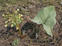 Attēlu rezultāti vaicājumam “Petasites spurius”