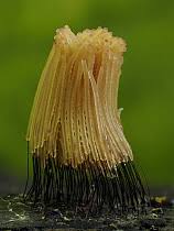 Attēlu rezultāti vaicājumam “Comatricha nigra young”