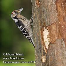 Attēlu rezultāti vaicājumam “Dendrocopos minor”