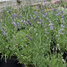 Attēlu rezultāti vaicājumam “Lavandula angustifolia”