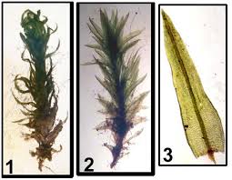 Attēlu rezultāti vaicājumam “Oxystegus tenuirostris”