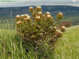 Attēlu rezultāti vaicājumam “Carlina vulgaris”