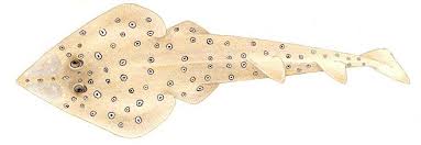 Image result for Rhinobatos rhinobatos