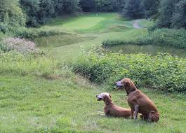 Image result for Chesham & Ley Hill Golf Club