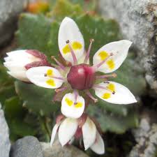 Attēlu rezultāti vaicājumam “Saxifraga cymbalaria flower”