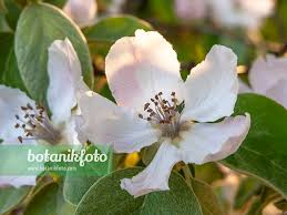Attēlu rezultāti vaicājumam “Cydonia oblonga flower”