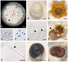 Attēlu rezultāti vaicājumam “Sphaerobolus stellatus”