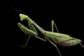 Attēlu rezultāti vaicājumam “Mantis religiosa”