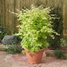Image result for Acer palmatum `Orange Dream`