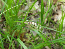 Attēlu rezultāti vaicājumam “Melica nutans leaf”