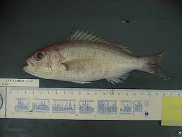 Image result for Rhomboplites aurorubens