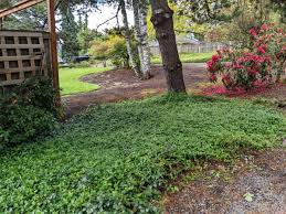 Attēlu rezultāti vaicājumam “Vinca minor”