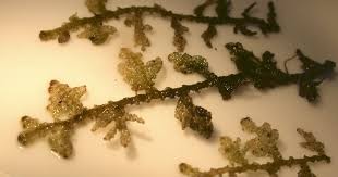 Attēlu rezultāti vaicājumam “Trichocolea tomentella”