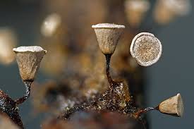 Attēlu rezultāti vaicājumam “Craterium aureum”