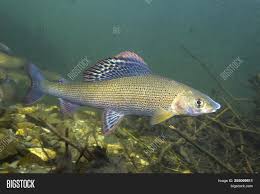 Image result for Thymallus thymallus