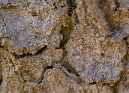 Attēlu rezultāti vaicājumam “Lecanactis abietina”