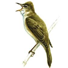 Attēlu rezultāti vaicājumam “Acrocephalus arundinaceus adult”