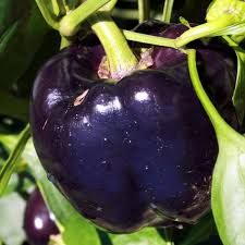 Afbeeldingsresultaat voor purple beauty sweet pepper