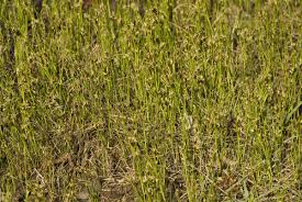 Attēlu rezultāti vaicājumam “Rhynchospora fusca”