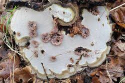 Attēlu rezultāti vaicājumam “Sporophagomyces chrysostomus”