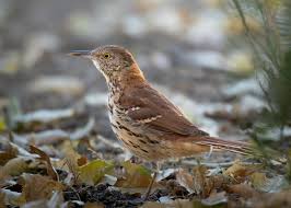 Image result for Toxostoma rufum