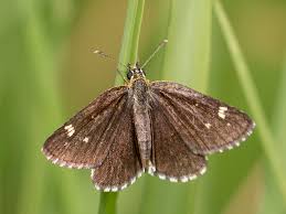 Attēlu rezultāti vaicājumam “Heteropterus morpheus underside”