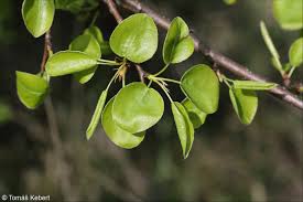 Attēlu rezultāti vaicājumam “Pyrus pyraster”