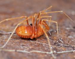 Attēlu rezultāti vaicājumam “Opiliones”