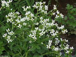 Attēlu rezultāti vaicājumam “Cardamine amara flower”