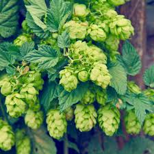 Attēlu rezultāti vaicājumam “Humulus lupulus”