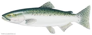 Image result for Oncorhynchus tshawytscha