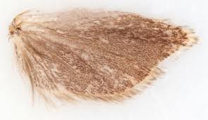 Attēlu rezultāti vaicājumam “Ancylis apicella”