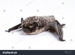 Attēlu rezultāti vaicājumam “Vespertilio murinus”