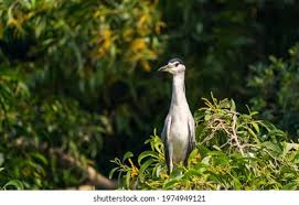 Attēlu rezultāti vaicājumam “Nycticorax nycticorax adult”