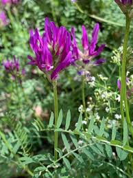 Attēlu rezultāti vaicājumam “Astragalus arenarius leaf”
