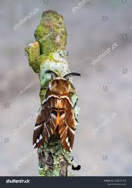 Attēlu rezultāti vaicājumam “Endromis versicolora”