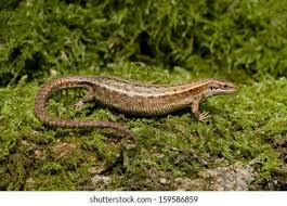 Attēlu rezultāti vaicājumam “Lacerta vivipara”