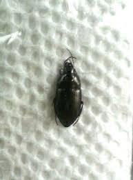 Attēlu rezultāti vaicājumam “Amara sp.”