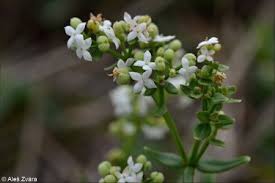 Attēlu rezultāti vaicājumam “Galium boreale flower”