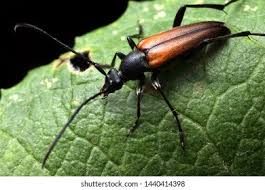 Attēlu rezultāti vaicājumam “Pseudovadonia livida”