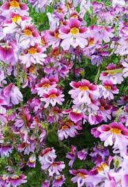 Image result for Schizanthus